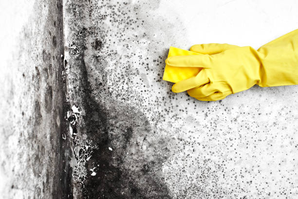Best Attic Mold Removal  in Lakeside, MT
