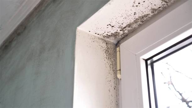 Best Local Mold Removal Service  in Lakeside, MT