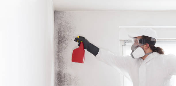 Best Commercial Mold Removal  in Lakeside, MT