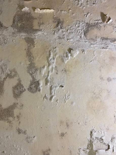 Best Mold Removal Company Near Me  in Lakeside, MT
