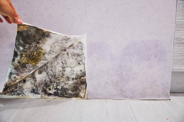 Best Emergency Mold Removal  in Lakeside, MT